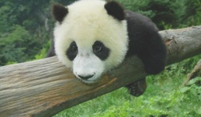 大熊猫基地购票指南