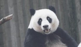 2021年国庆成都大熊猫繁育研究基地门票如何提前预购