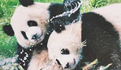 大熊猫繁育研究基地开放时间