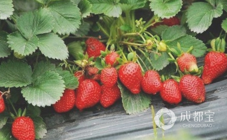 新都马家镇草莓产业园