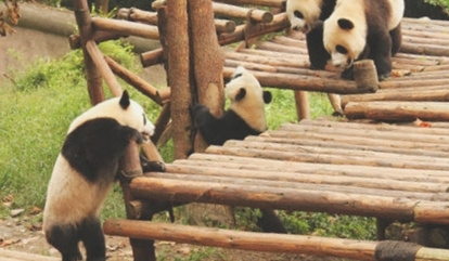 大熊猫繁育研究基地交通指南
