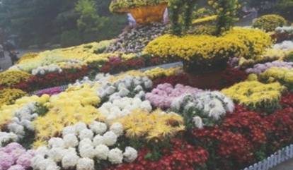 公园菊花展举办时间