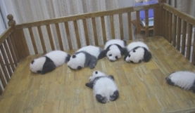大熊猫太阳产房介绍